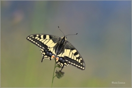 <p>OTAKÁREK FENYKLOVÝ (Papilio machaon) Rychnov u Jbc n. N. ----- /Old World swallowtail - Schwalbenschwanz/</p>